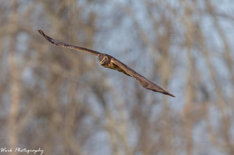 Female Northern Harrier