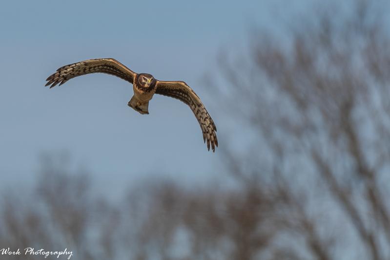 Female Northern Harrier