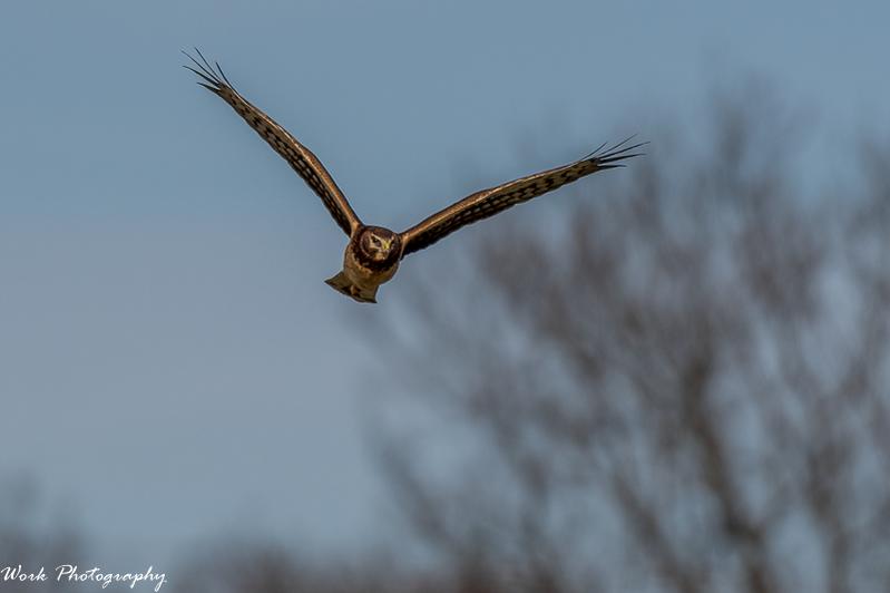 Female Northern Harrier