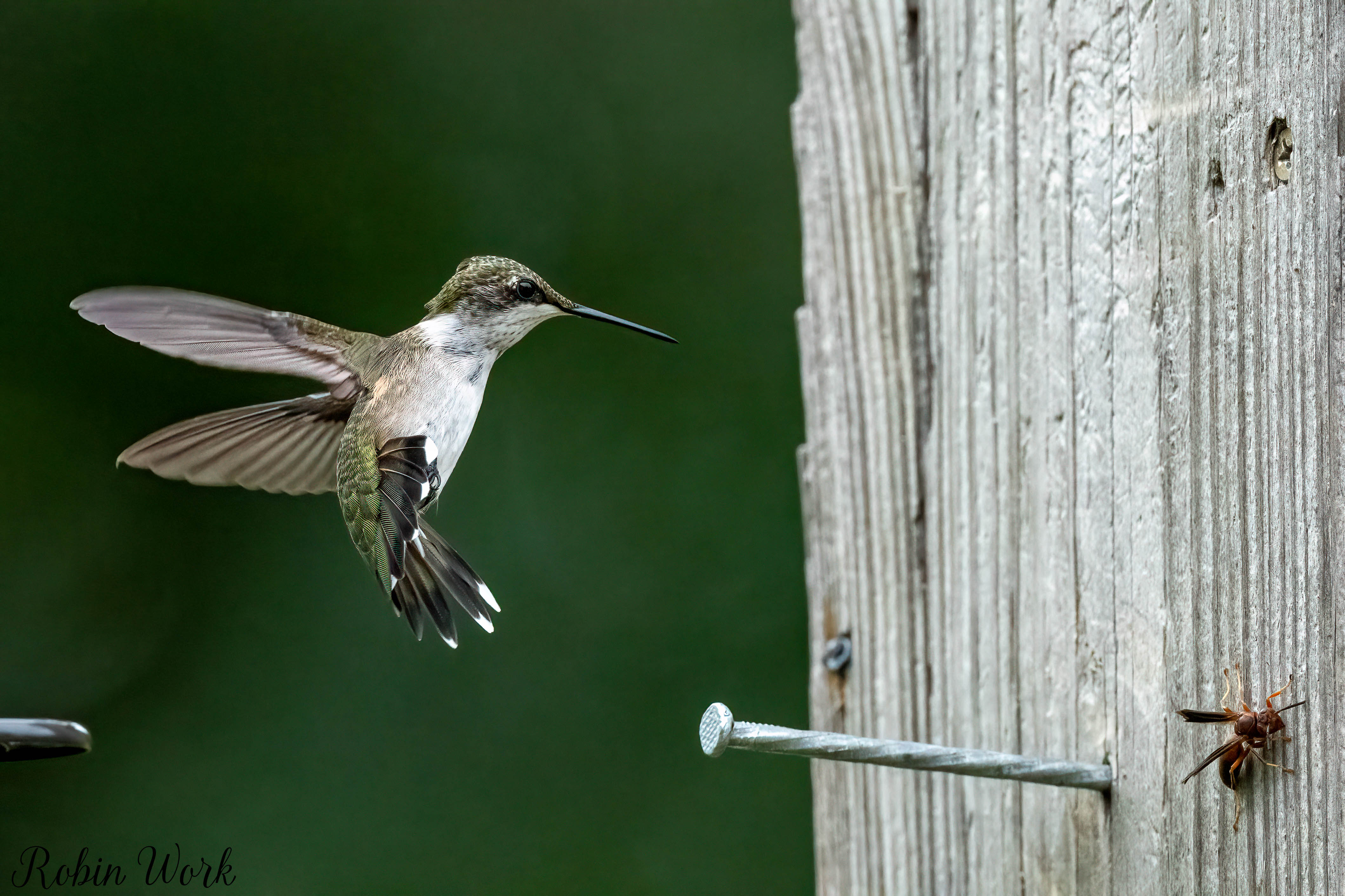 RD5_7165-Edit.jpg