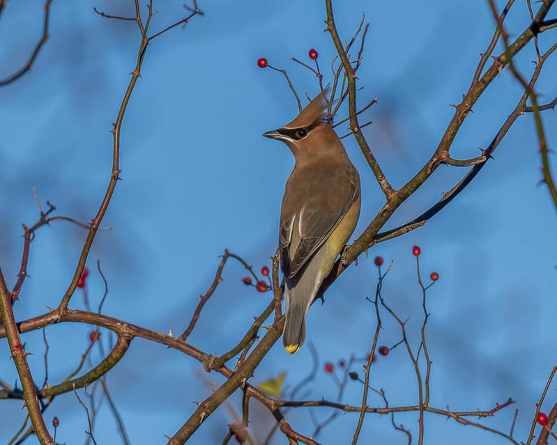 RD5_7181-Cedar Waxwing.jpg