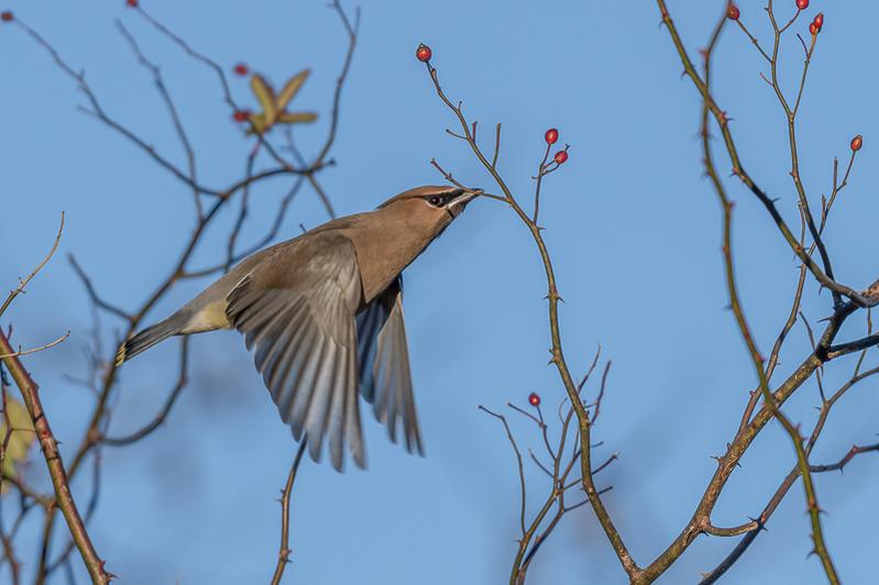RD5_7187-Cedar Waxwing.jpg