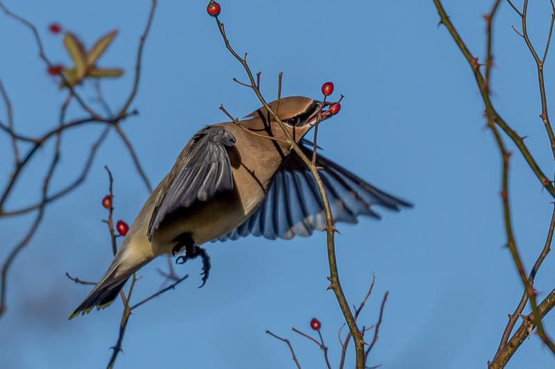 RD5_7189-Cedar Waxwing.jpg
