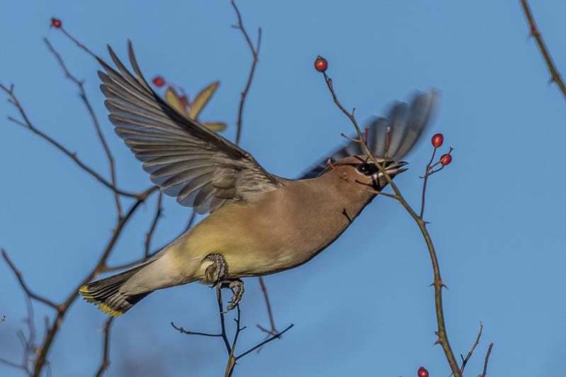 RD5_7190-Cedar Waxwing.jpg