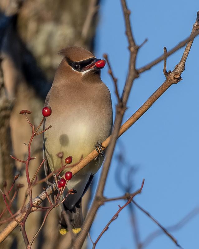 RD5_7196-Cedar Waxwing.jpg