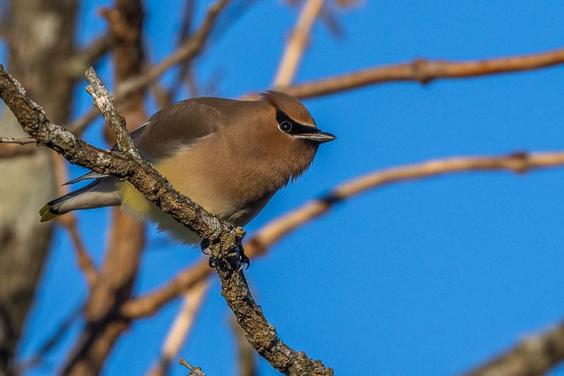 RD5_7202-Cedar Waxwing.jpg