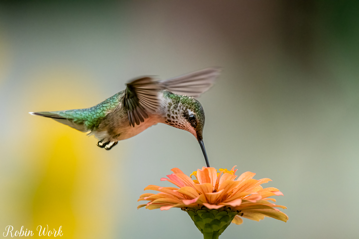 RD5_7212-Edit.jpg