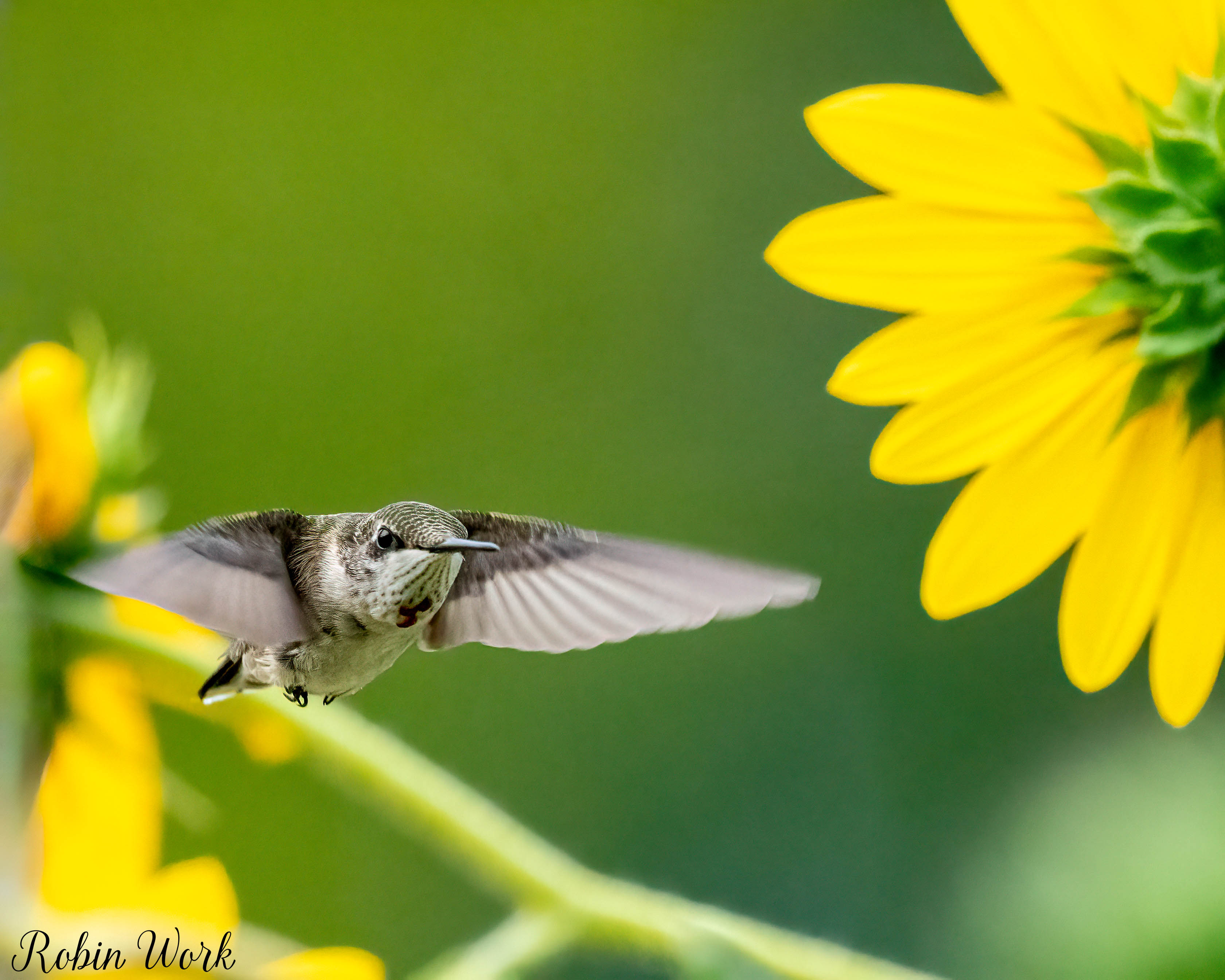 RD5_7235-Edit.jpg