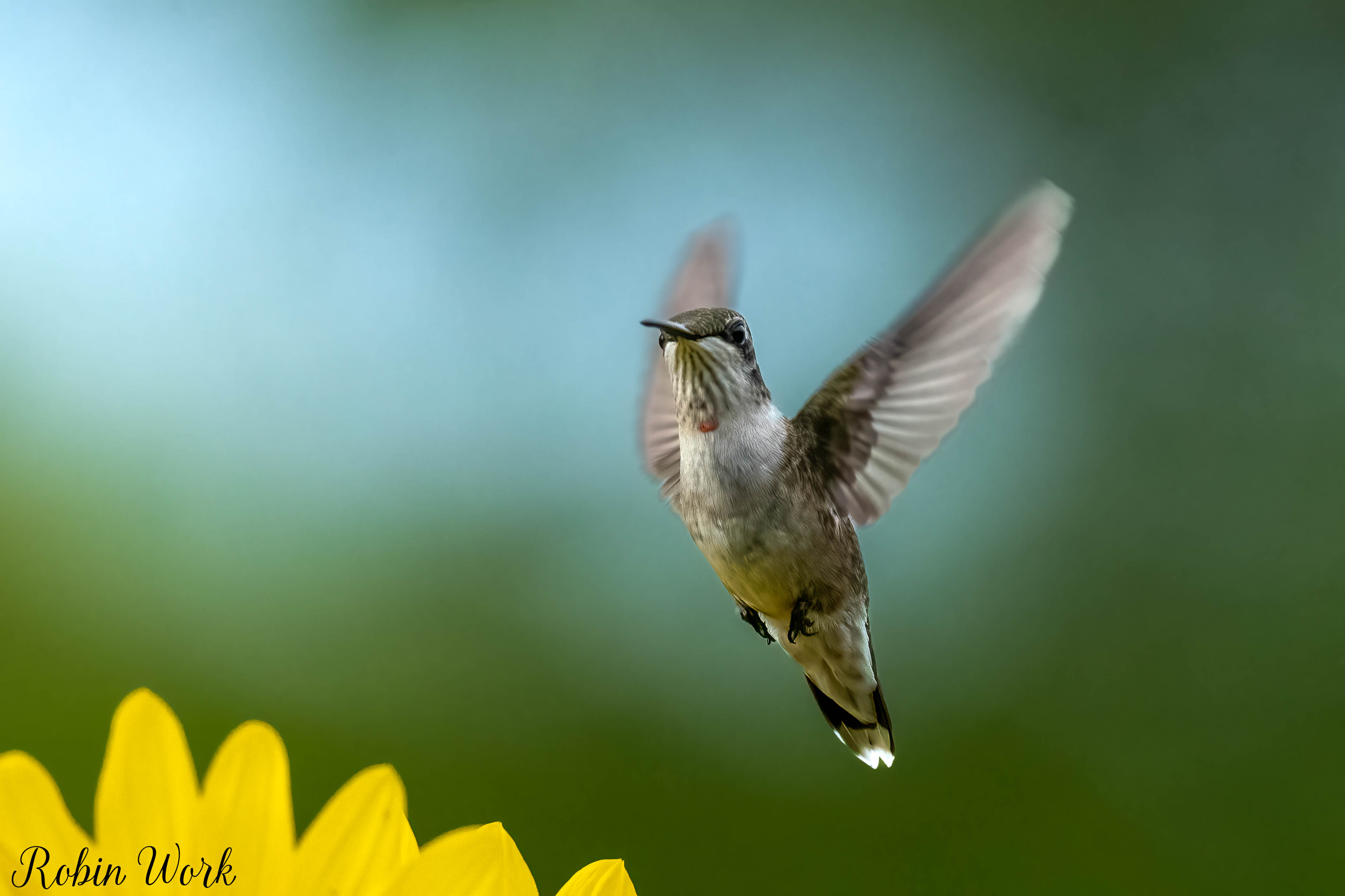 RD5_7270-Edit.jpg