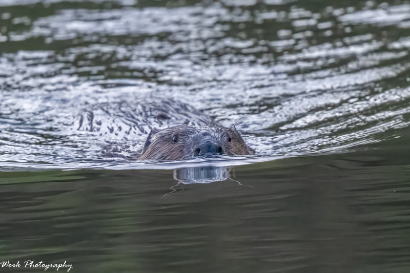 RD5_7300-Beaver.jpg