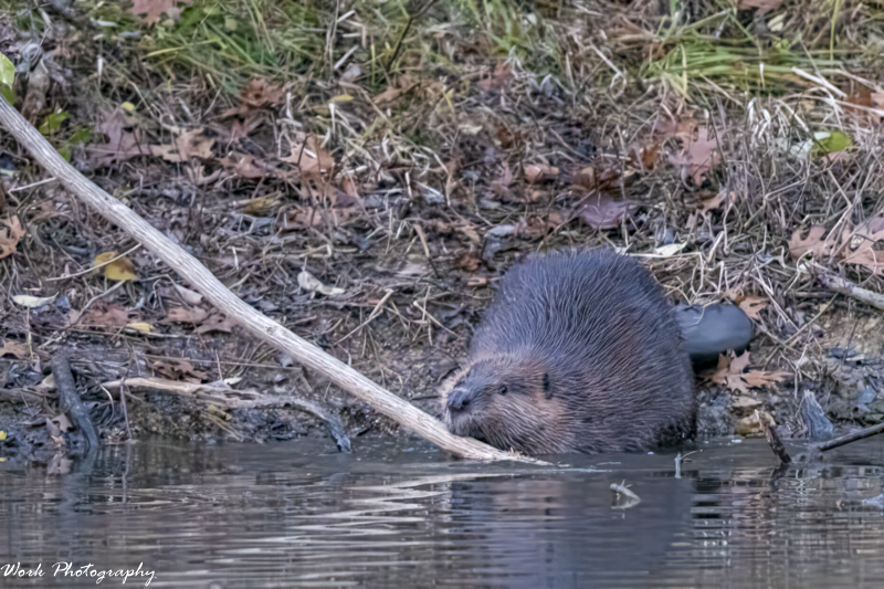 RD5_7314-Papa Beaver.jpg RD5_7314-Papa Beaver.jpg