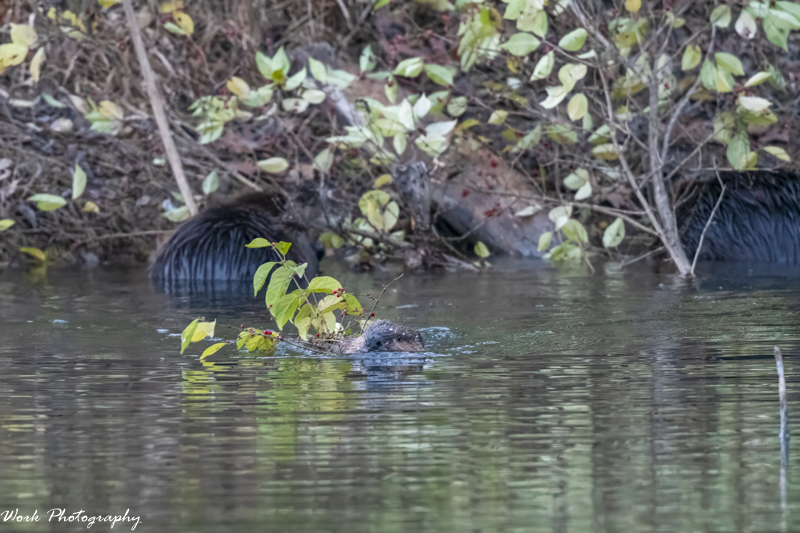 RD5_7325-Baby beaver eats.jpg