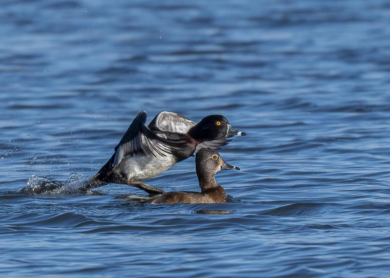 RD5_7325-Ring Necked Ducks.jpg