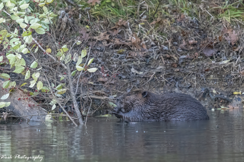 RD5_7327-Beaver Pinky out.jpg RD5_7327-Beaver Pinky out.jpg