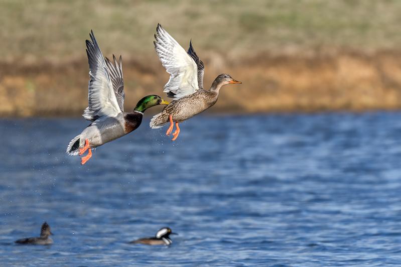RD5_7328-Mallards.jpg