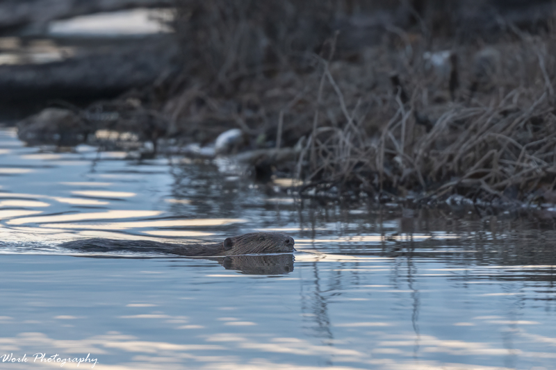 RD5_7355-Beaver by dock.jpg