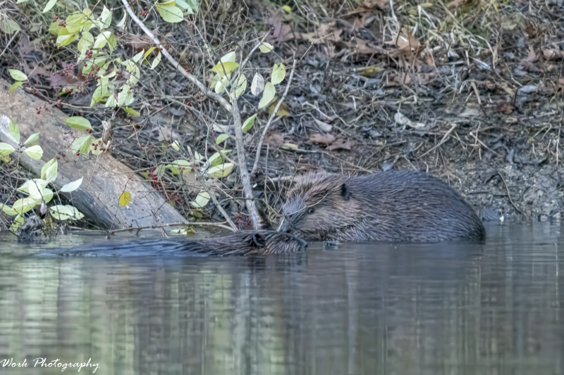 RD5_7363-Mama and Papa Beaver.jpg