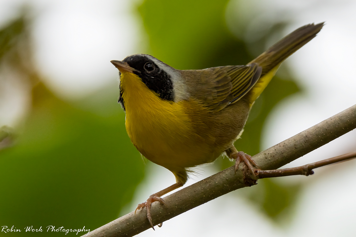 RD5_7367-Common Yellow Throat Warbler.jpg