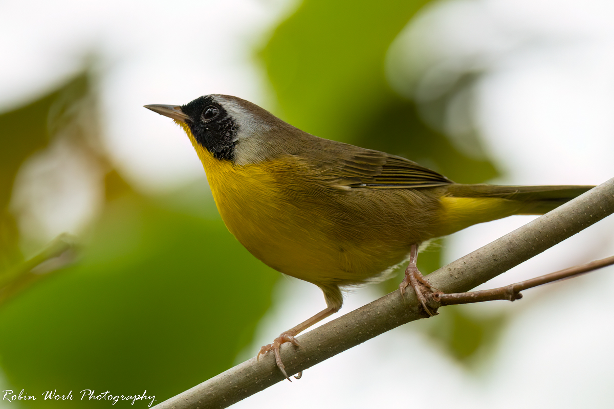 RD5_7369-Common Yellow Throat Warbler.jpg