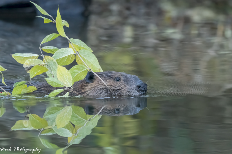 RD5_7400-Baby Beaver.jpg
