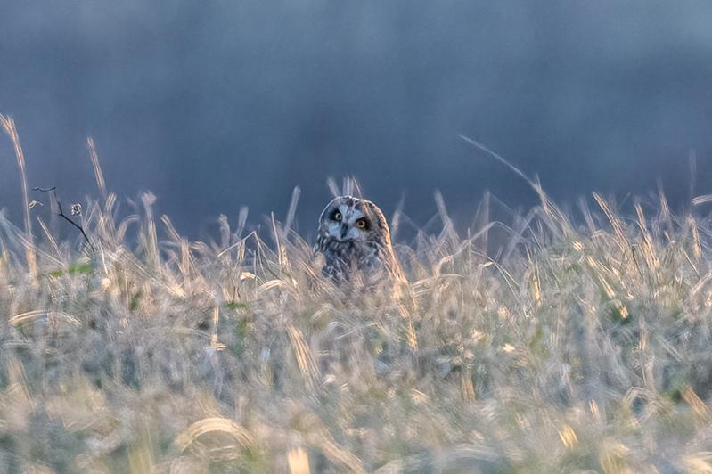 RD5_7439-Short Eared Owl.jpg