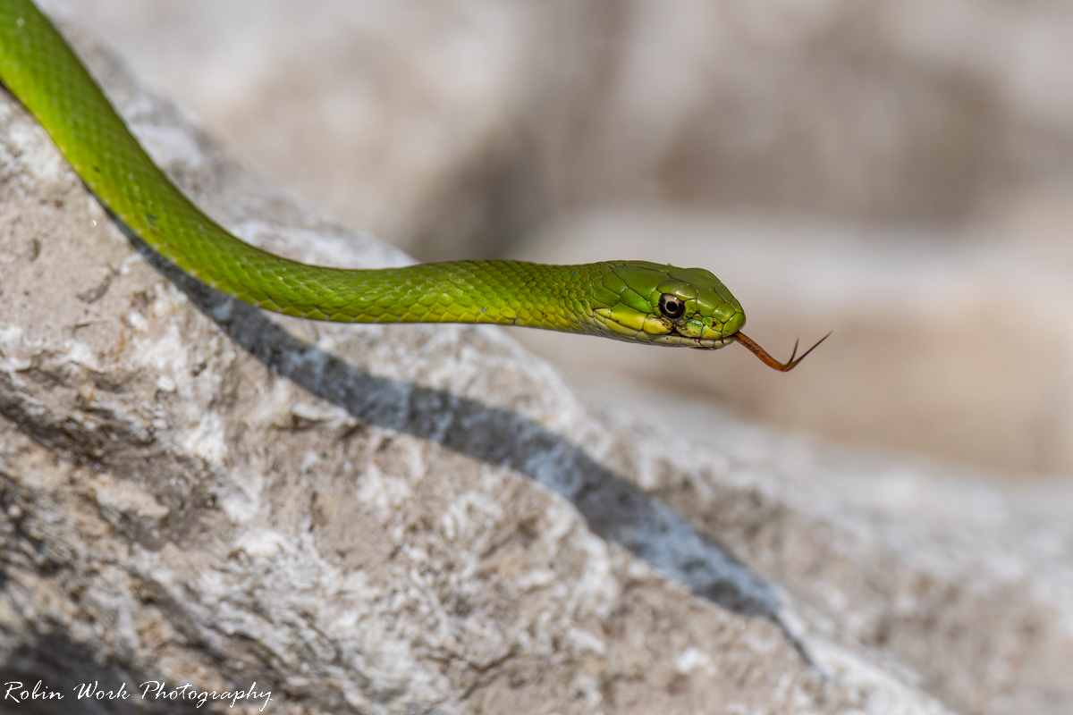 RD5_7445-Snake.jpg