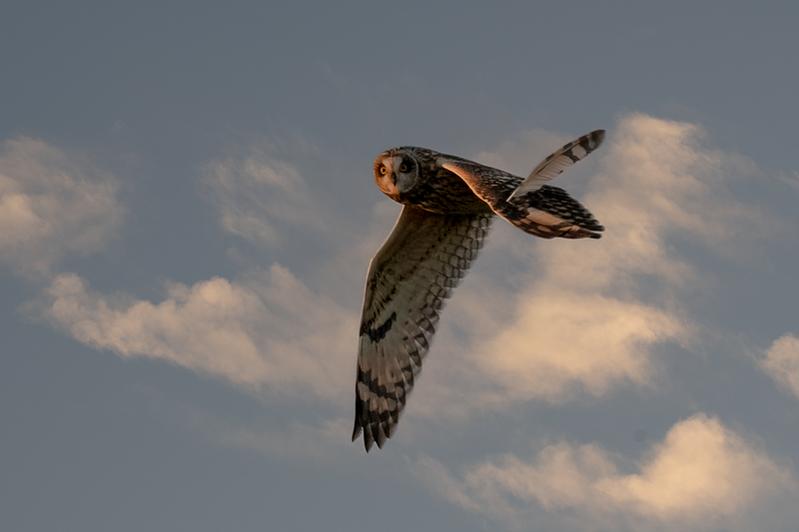 RD5_7500-Short Eared Owl.jpg