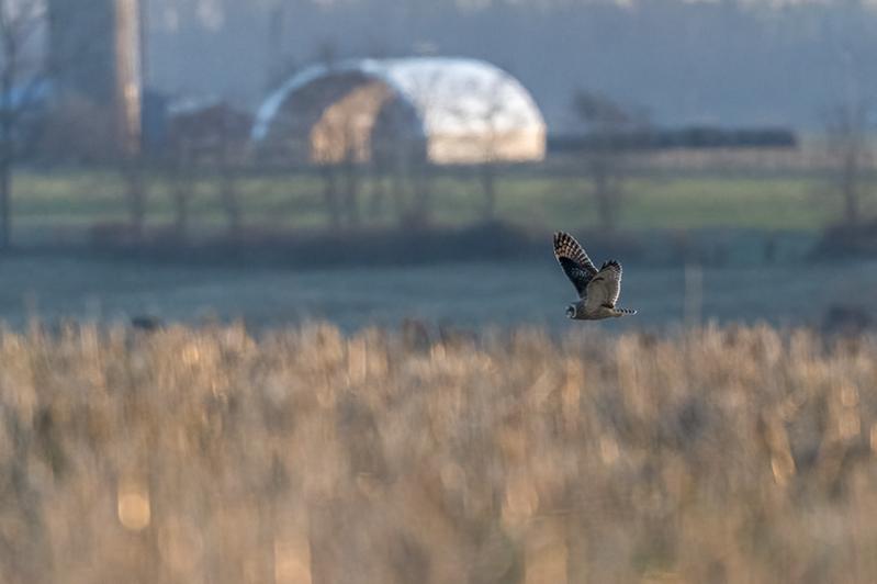 RD5_7579-Short Eared Owl.jpg
