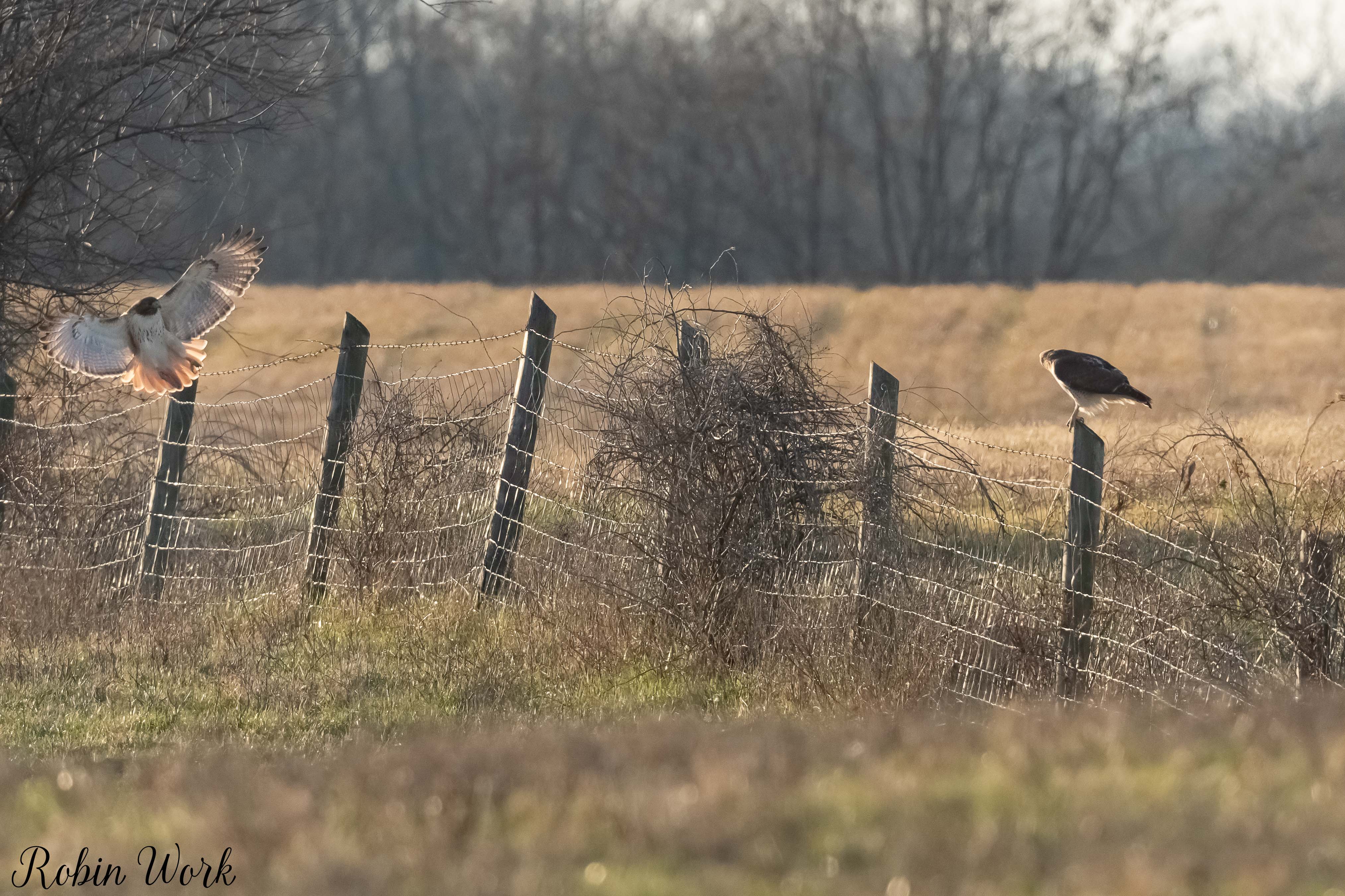 RD5_7708-Edit.jpg