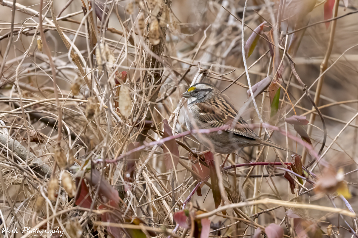 RD5_7880-Edit.jpg