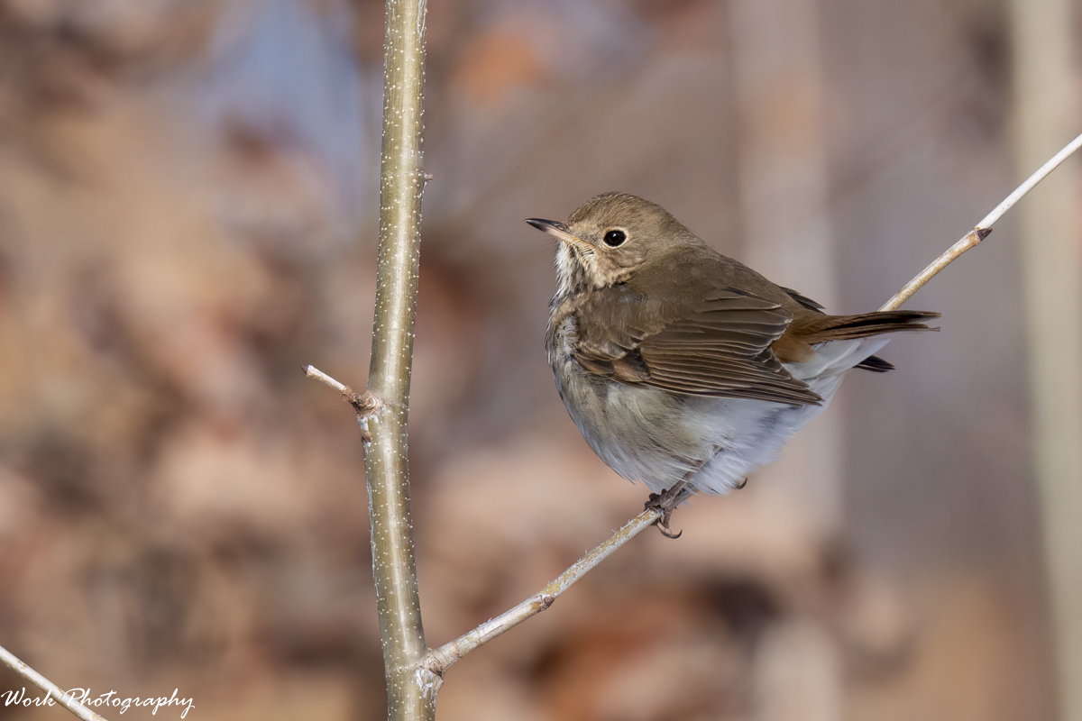 RD5_8286-Edit.jpg