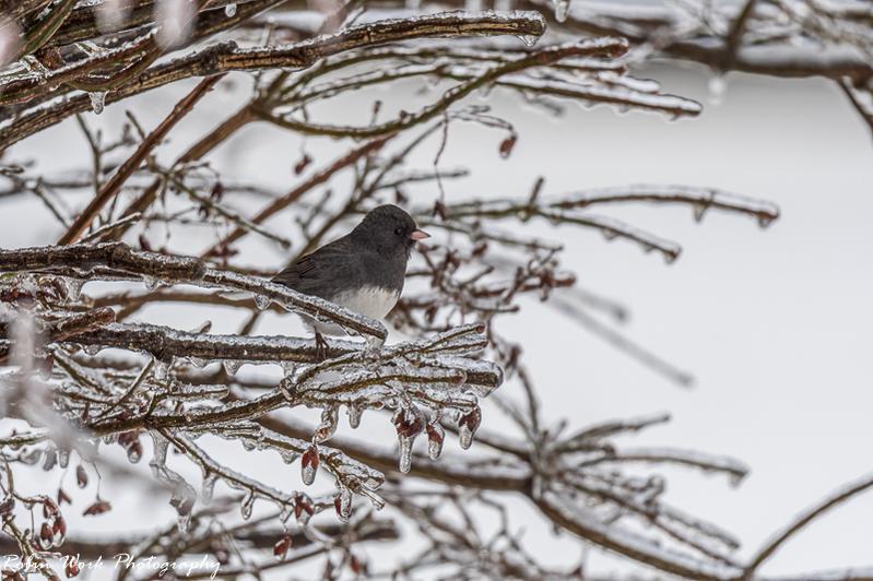 Junco