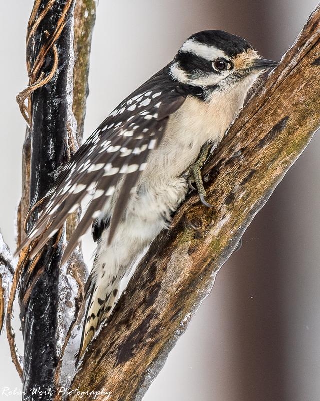 Downy Woodpecker