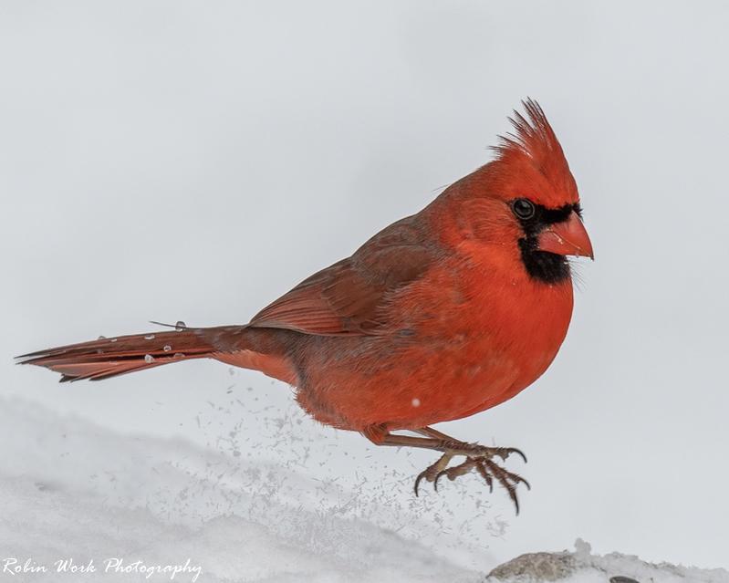 Cardinal