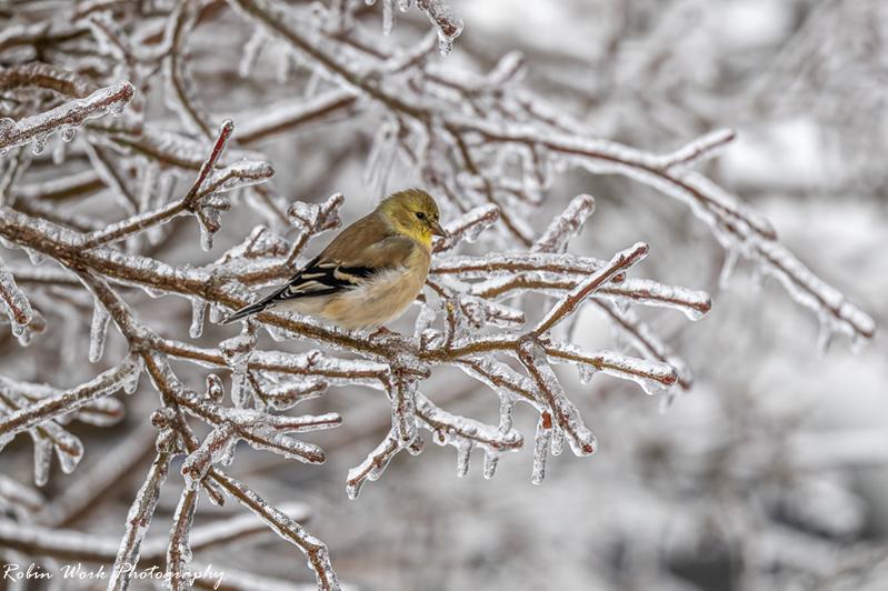 American Goldfinch