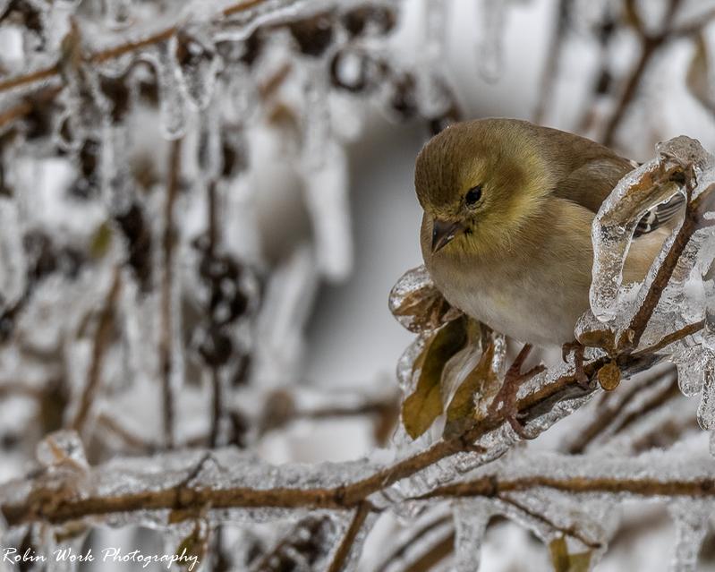 American Goldfinch