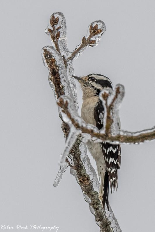 Downy Woodpecker