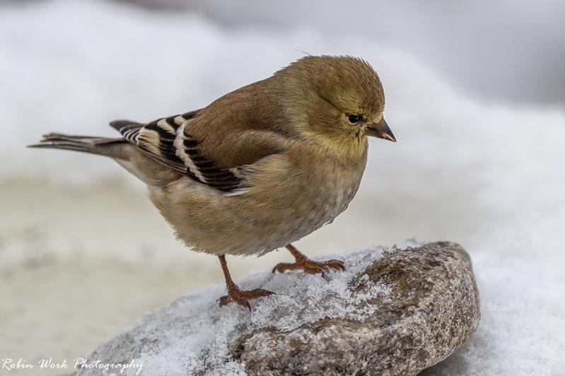 American Goldfinch