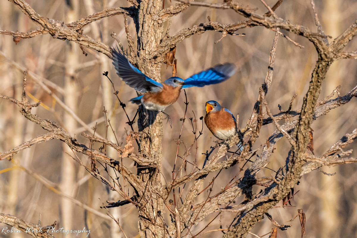 RD5_8707-Bluebirds Turkeyfoot Park.jpg