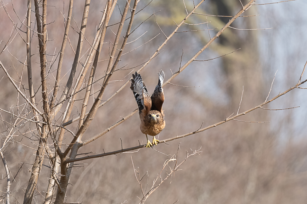 RD5_8736-Edit.jpg