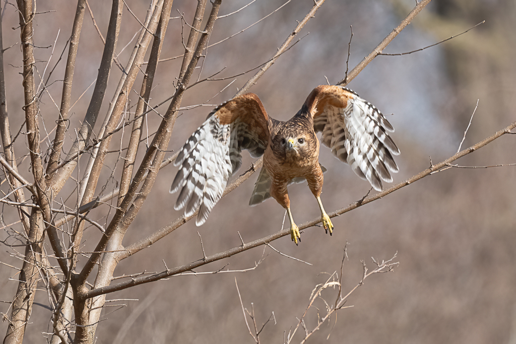 RD5_8737-Edit.jpg