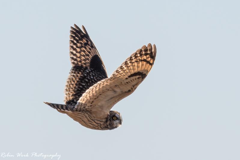 Short Eared Owl