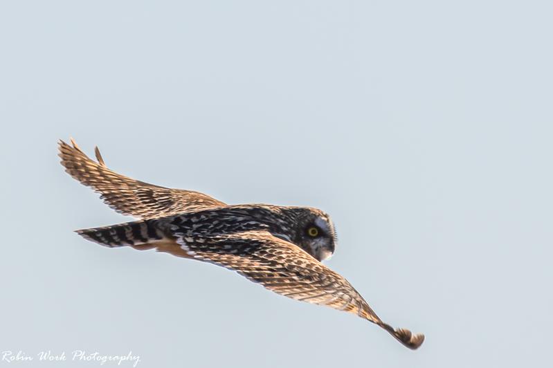 Short Eared Owl