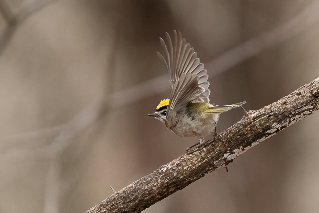 RD5_8825-Edit.jpg