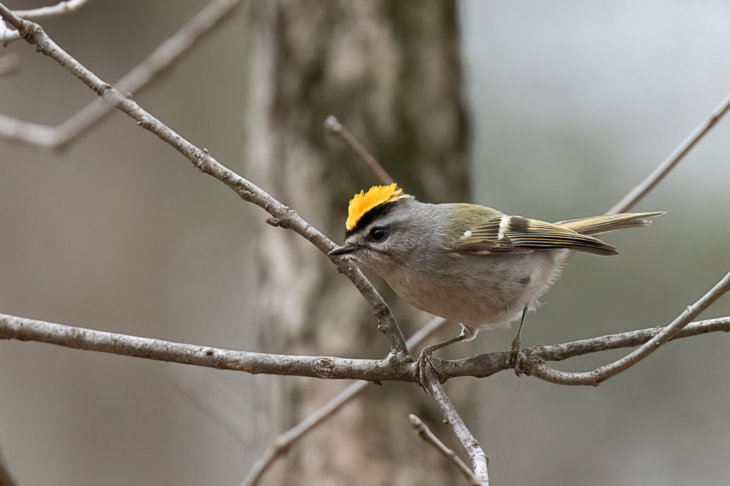 RD5_8830-Edit.jpg
