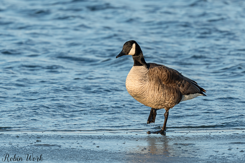 RD5_8847-Edit.jpg