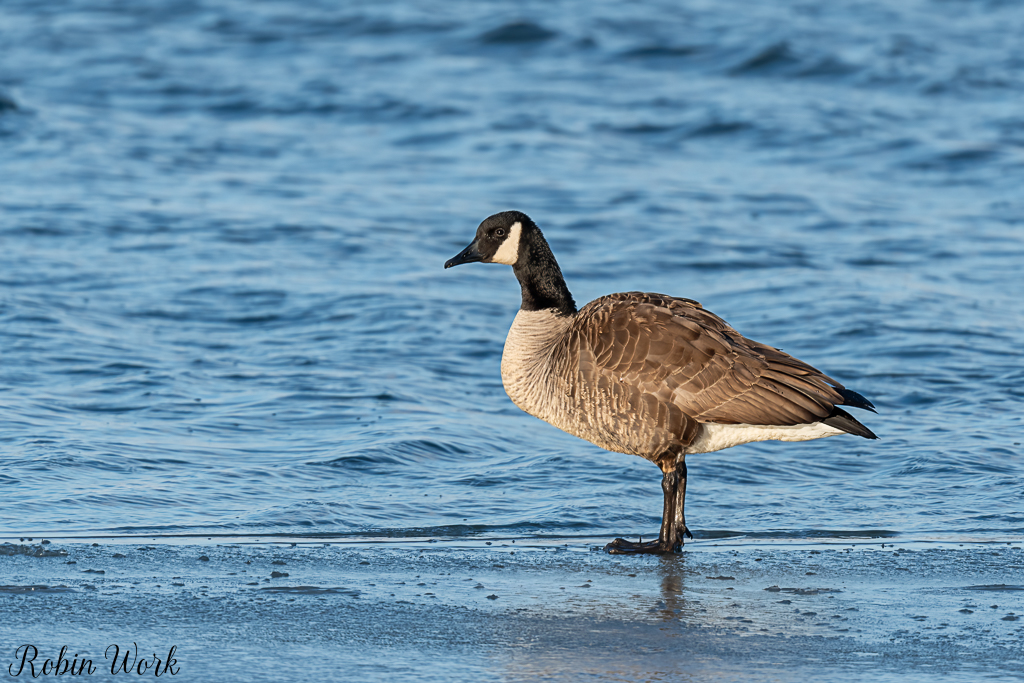 RD5_8848-Edit.jpg