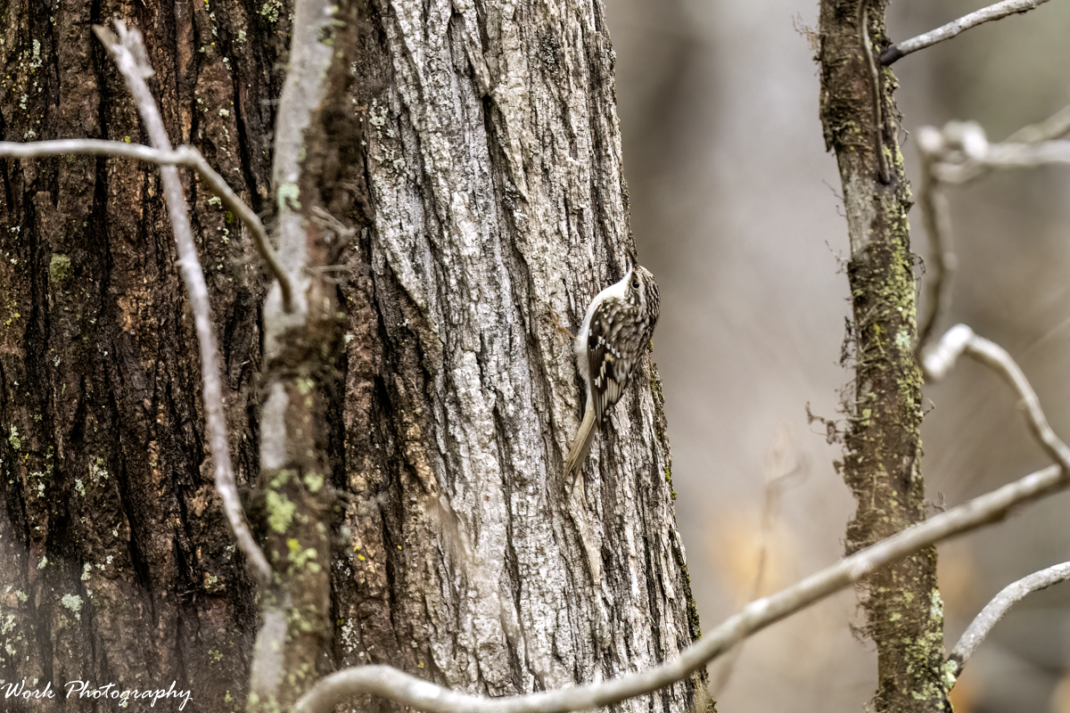 RD5_8906-Edit.jpg