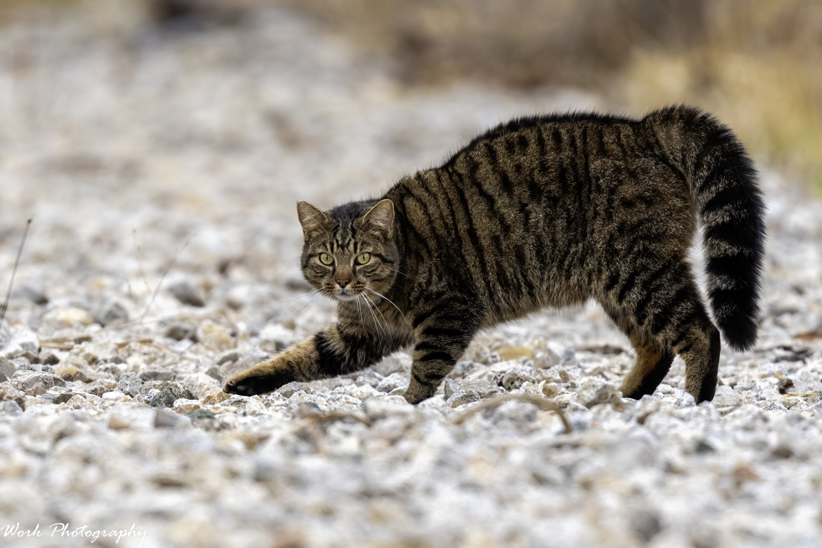 RD5_8972-Edit.jpg