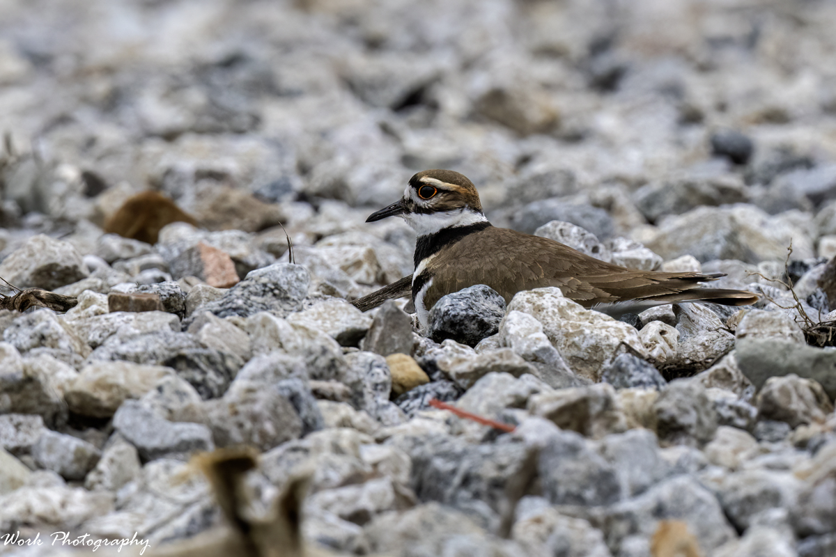 RD5_9011-Edit.jpg